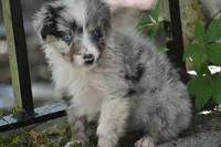 Aruba Blue, a female Australian Shepherd for sale in Port Orange, FL – 8 of 9