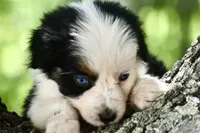 Gemini Blue, a female Australian Shepherd for sale in Port Orange, FL – 8 of 10