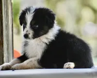 Freckles, a female Australian Shepherd for sale in Port Orange, FL – 5 of 8