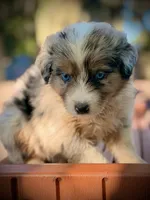 Sailor, a female Australian Shepherd for sale in Port Orange, FL – 4 of 9
