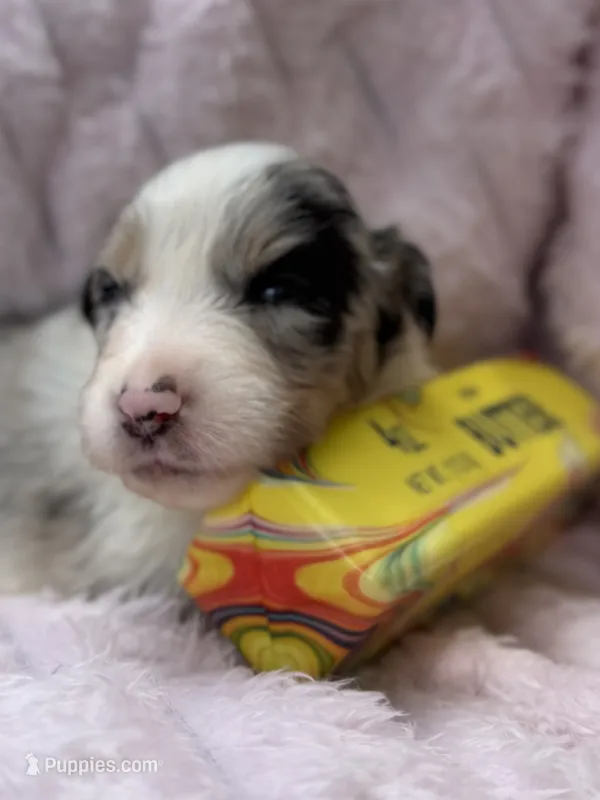 Rio Blue – Australian Shepherd puppy for sale in Port Orange, FL