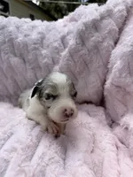 Rio Blue, a female Australian Shepherd for sale in Port Orange, FL – 5 of 6