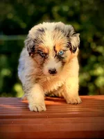 Sailor, a female Australian Shepherd for sale in Port Orange, FL – 5 of 9