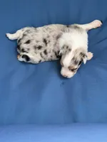 Harbor, a female Australian Shepherd for sale in Port Orange, FL – 8 of 9