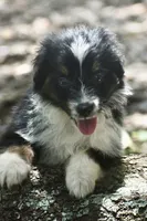 Scuba duba Blue, a male Australian Shepherd for sale in Port Orange, FL – 8 of 9