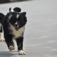 Sasha, a female Australian Shepherd for sale in Port Orange, FL – Photo 3 of 10