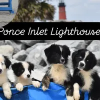 Sasha, a female Australian Shepherd for sale in Port Orange, FL – Photo 9 of 10