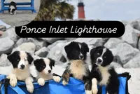 Sasha, a female Australian Shepherd for sale in Port Orange, FL – Photo 9 of 10