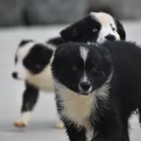 Sasha, a female Australian Shepherd for sale in Port Orange, FL – Photo 4 of 10