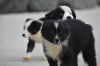 Sasha, a female Australian Shepherd for sale in Port Orange, FL – Photo 4 of 10