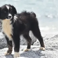 Sasha, a female Australian Shepherd for sale in Port Orange, FL – Photo 2 of 10