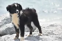 Sasha, a female Australian Shepherd for sale in Port Orange, FL – Photo 2 of 10