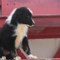 Sasha, a female Australian Shepherd for sale in Port Orange, FL – Photo 10 of 10