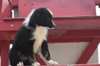 Sasha, a female Australian Shepherd for sale in Port Orange, FL – Photo 10 of 10