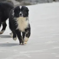 Sasha, a female Australian Shepherd for sale in Port Orange, FL – Photo 8 of 10