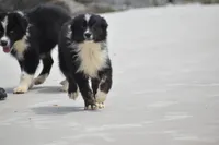 Sasha, a female Australian Shepherd for sale in Port Orange, FL – Photo 8 of 10