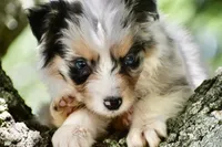 Cameo, a male Australian Shepherd for sale in Port Orange, FL – 9 of 10