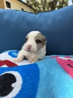 Cayman Blue, a male Australian Shepherd for sale in Port Orange, FL – 7 of 10