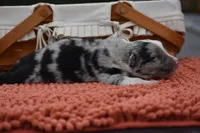 Bogo Blue Valentine, a male Australian Shepherd for sale in Port Orange, FL – Photo 4 of 10