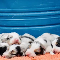 Bogo Blue Valentine, a male Australian Shepherd for sale in Port Orange, FL – Photo 9 of 10