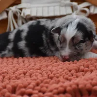 Bogo Blue Valentine, a male Australian Shepherd for sale in Port Orange, FL – Photo 2 of 10