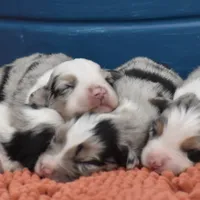 Bogo Blue Valentine, a male Australian Shepherd for sale in Port Orange, FL – Photo 8 of 10