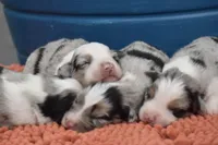 Bogo Blue Valentine, a male Australian Shepherd for sale in Port Orange, FL – Photo 8 of 10