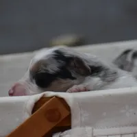 Bogo Blue Valentine, a male Australian Shepherd for sale in Port Orange, FL – Photo 7 of 10