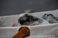 Bogo Blue Valentine, a male Australian Shepherd for sale in Port Orange, FL – Photo 7 of 10