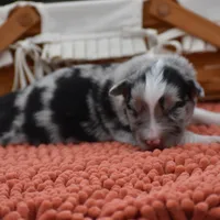 Bogo Blue Valentine, a male Australian Shepherd for sale in Port Orange, FL – Photo 3 of 10