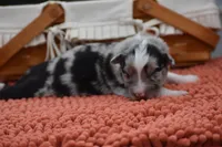 Bogo Blue Valentine, a male Australian Shepherd for sale in Port Orange, FL – Photo 3 of 10