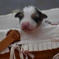 Bogo Blue Valentine, a male Australian Shepherd for sale in Port Orange, FL – Photo 5 of 10