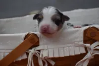 Bogo Blue Valentine, a male Australian Shepherd for sale in Port Orange, FL – Photo 5 of 10