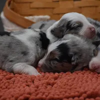 Bogo Blue Valentine, a male Australian Shepherd for sale in Port Orange, FL – Photo 10 of 10