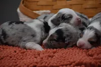 Bogo Blue Valentine, a male Australian Shepherd for sale in Port Orange, FL – Photo 10 of 10