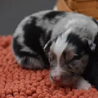 Bogo Blue Valentine, a male Australian Shepherd for sale in Port Orange, FL – Photo 6 of 10