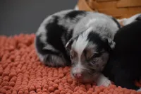 Bogo Blue Valentine, a male Australian Shepherd for sale in Port Orange, FL – Photo 6 of 10