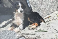 Freckles, a female Australian Shepherd for sale in Port Orange, FL – 7 of 10
