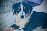 Freckles, a female Australian Shepherd for sale in Port Orange, FL – 5 of 10