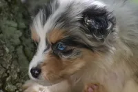 Cameo, a male Australian Shepherd for sale in Port Orange, FL – 5 of 10
