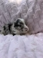 Aruba Blue, a female Australian Shepherd for sale in Port Orange, FL – 3 of 7