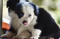 Gemini Blue, a female Australian Shepherd for sale in Port Orange, FL – 7 of 10