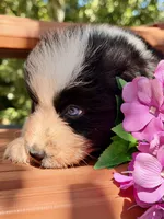 Breezy blue, a male Australian Shepherd for sale in Port Orange, FL – 9 of 10