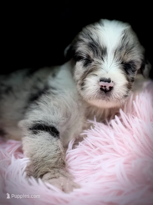 Aruba Blue – Australian Shepherd puppy for sale in Port Orange, FL
