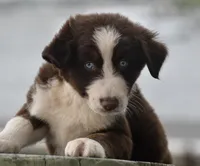 Benedict, a male Australian Shepherd for sale in Port Orange, FL – Photo 9 of 10