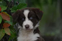 Benedict, a male Australian Shepherd for sale in Port Orange, FL – Photo 3 of 10