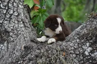 Benedict, a male Australian Shepherd for sale in Port Orange, FL – Photo 8 of 10