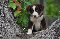 Benedict, a male Australian Shepherd for sale in Port Orange, FL – Photo 5 of 10