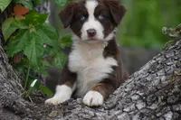 Benedict, a male Australian Shepherd for sale in Port Orange, FL – Photo 2 of 10