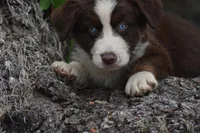 Benedict, a male Australian Shepherd for sale in Port Orange, FL – Photo 10 of 10